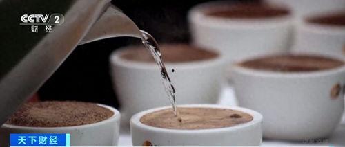 爆料视频 咖啡,从种植到冲泡的全程解析