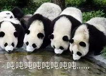 大熊猫爆料奶茶视频下载,揭秘网红奶茶制作过程  第2张