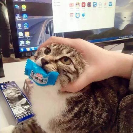 娱乐吃瓜菌猫猫视频,揭秘娱乐圈幕后趣闻  第1张