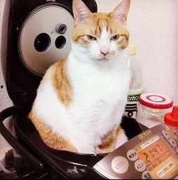 娱乐吃瓜菌猫猫视频,揭秘娱乐圈幕后趣闻  第3张